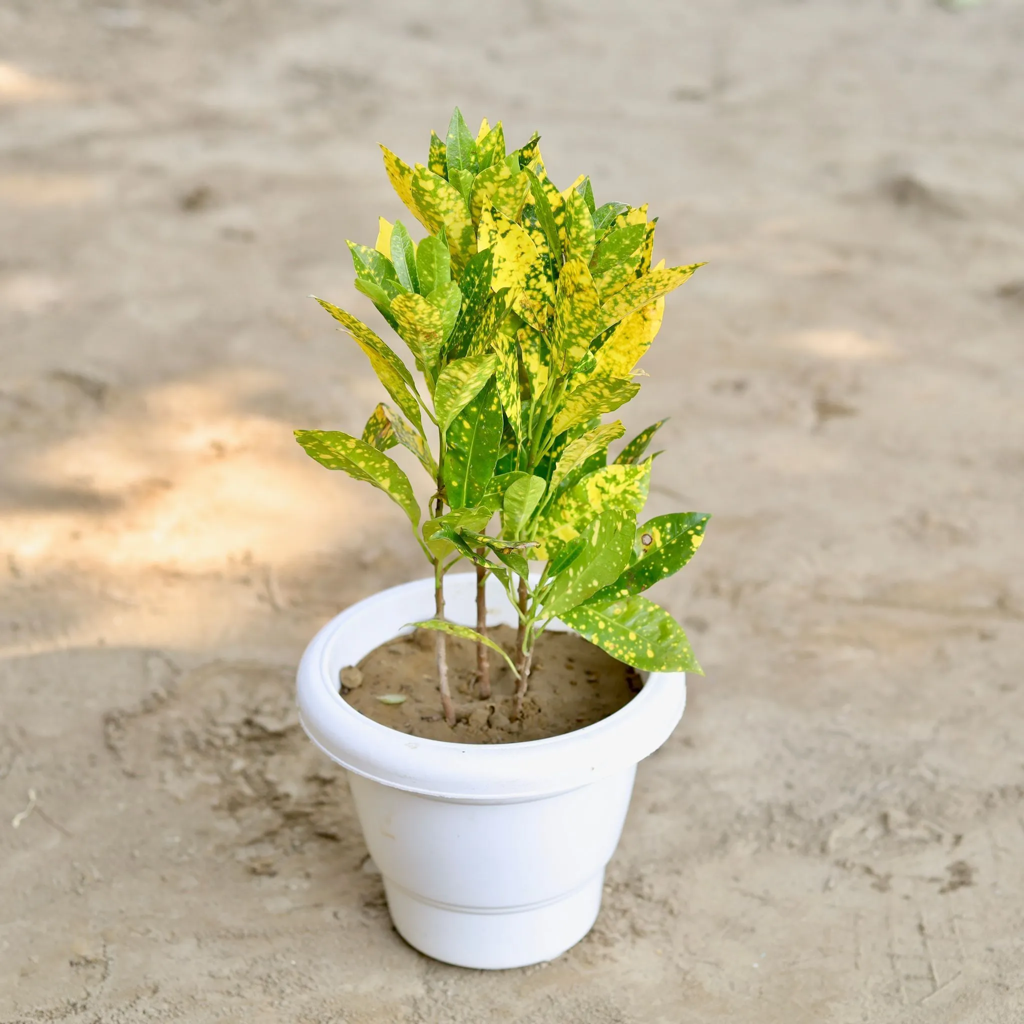 Baby Croton in 8 Inch Classy White Plastic Pot