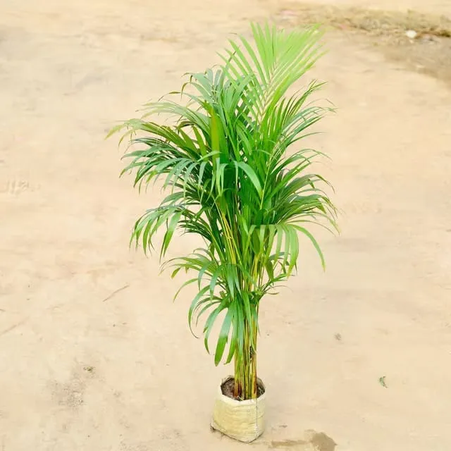 Areca Palm (~ 3 - 3.5 Ft) in 5 Inch Nursery Bag | Indoor Air Purifying Plant