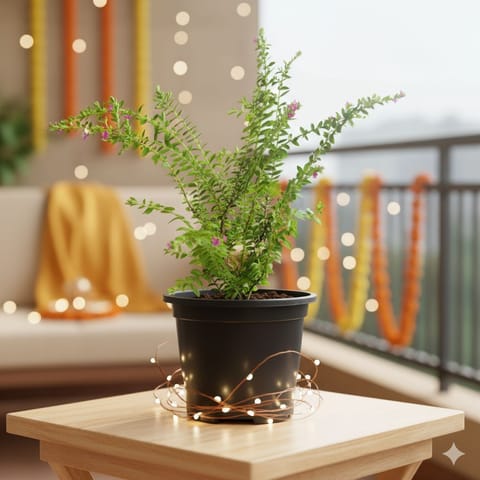 Cuphea (any colour) in 6 Inch Nursery Pot