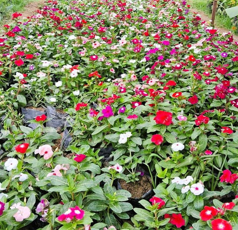Periwinkle / Vinca / Sadabahar (Any Colour) in 3 Inch Nursery Bag