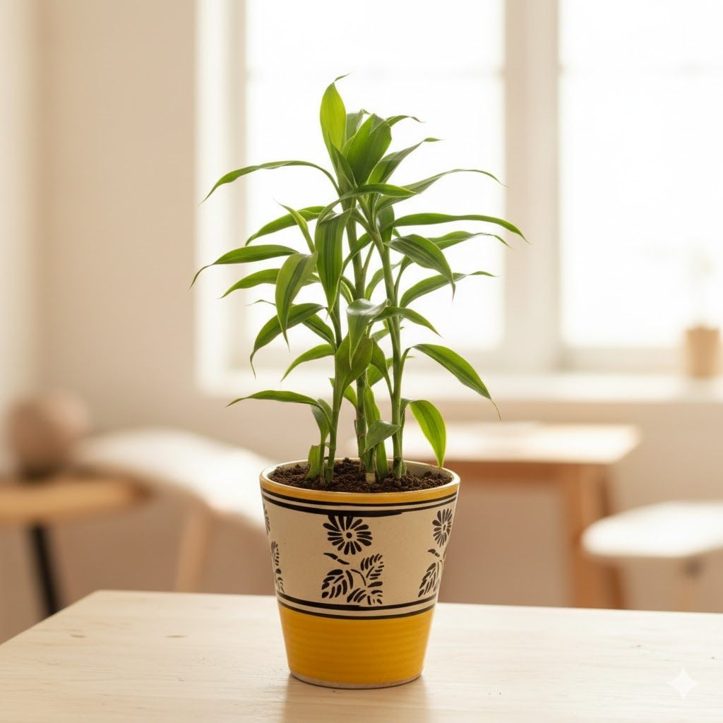 Lucky Bamboo in 5 Inch Yellow Black Flower Designer Balti Shaped Ceramic Pot