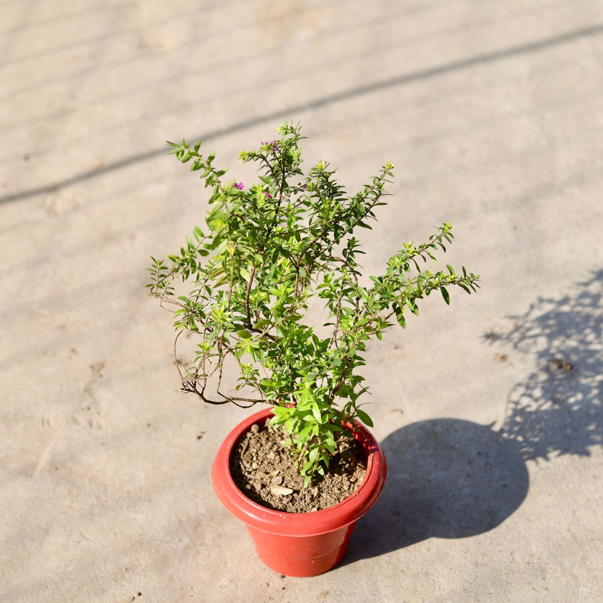Cuphea / False Heather (Any Colour) in 8 Inch Classy Red Plastic Pot