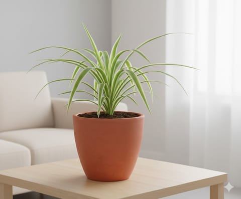 Spider in 4 inch Shilp Maati Pot - Chic Small Pot for Decor Corners