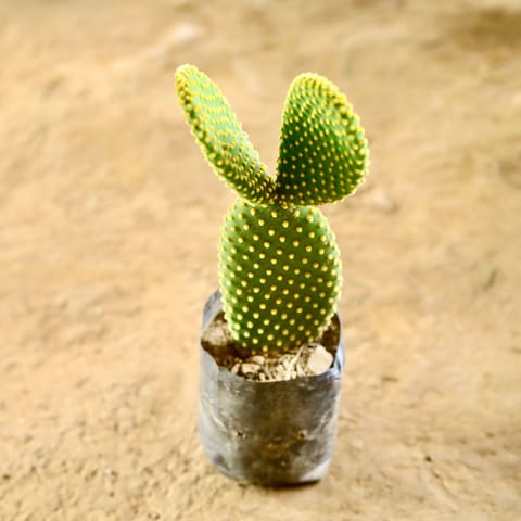 Bunny Ear Cactus in 3 Inch Nursery Bag