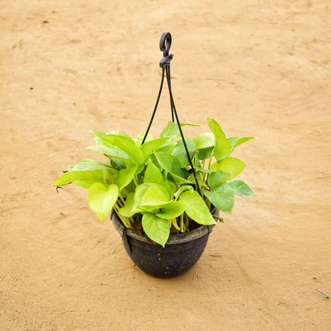 Money Plant Golden in 6 Inch Live Plant Hanging Basket