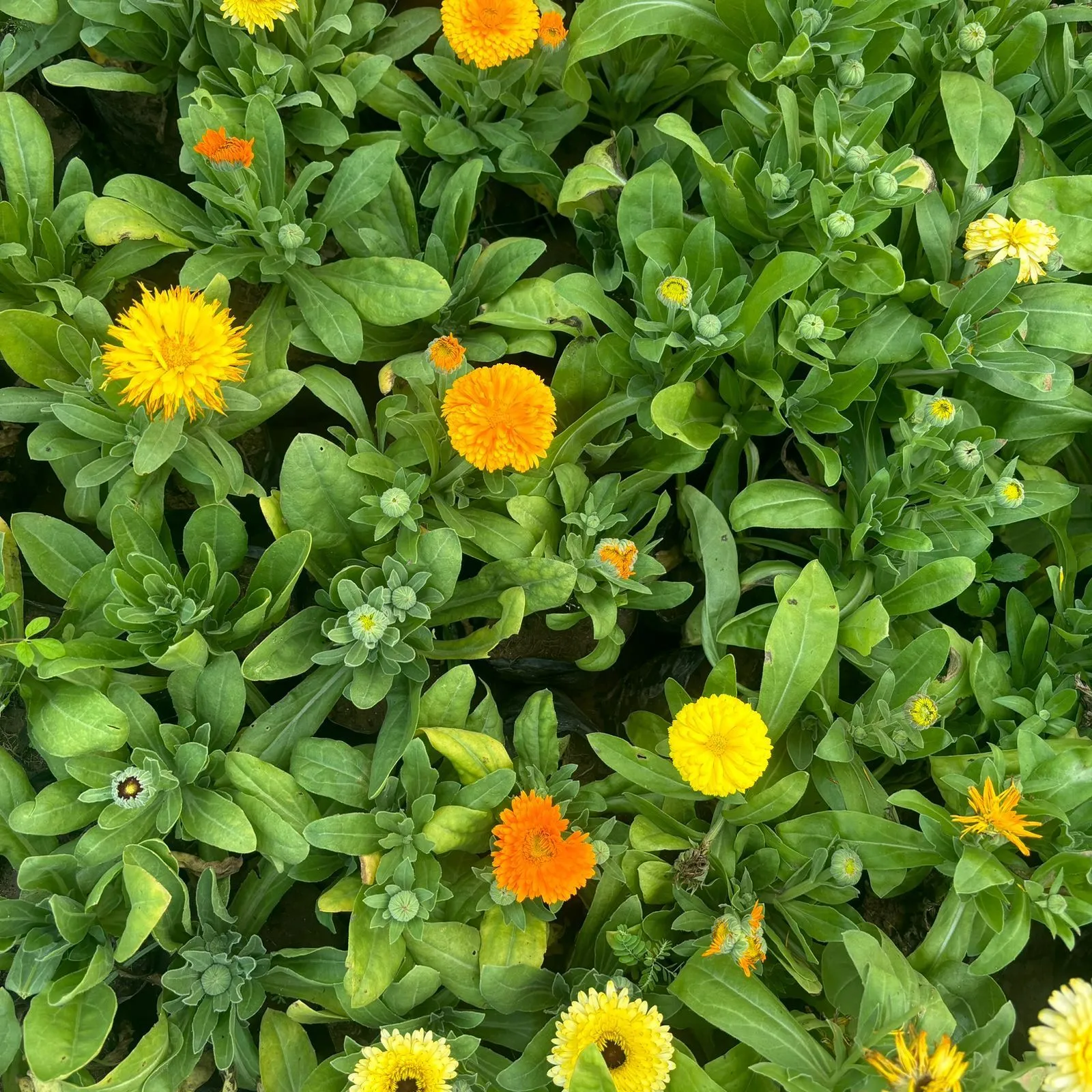 Set of 10 - Calendula (Any Colour) in 3 Inch Nursery Bag