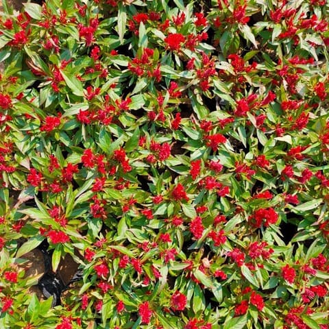 Celosia Red in 3 Inch Nursery Bag