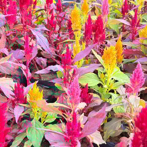 Set of 3 - Celosia (any colour) in 3 Inch Nursery Bag
