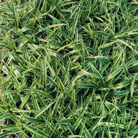 Set of 10 - Spider Plants in 4 Inch Nursery bag