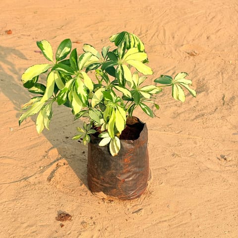 Schefflera Brassia Pune in 6 Inch Nursery Bag