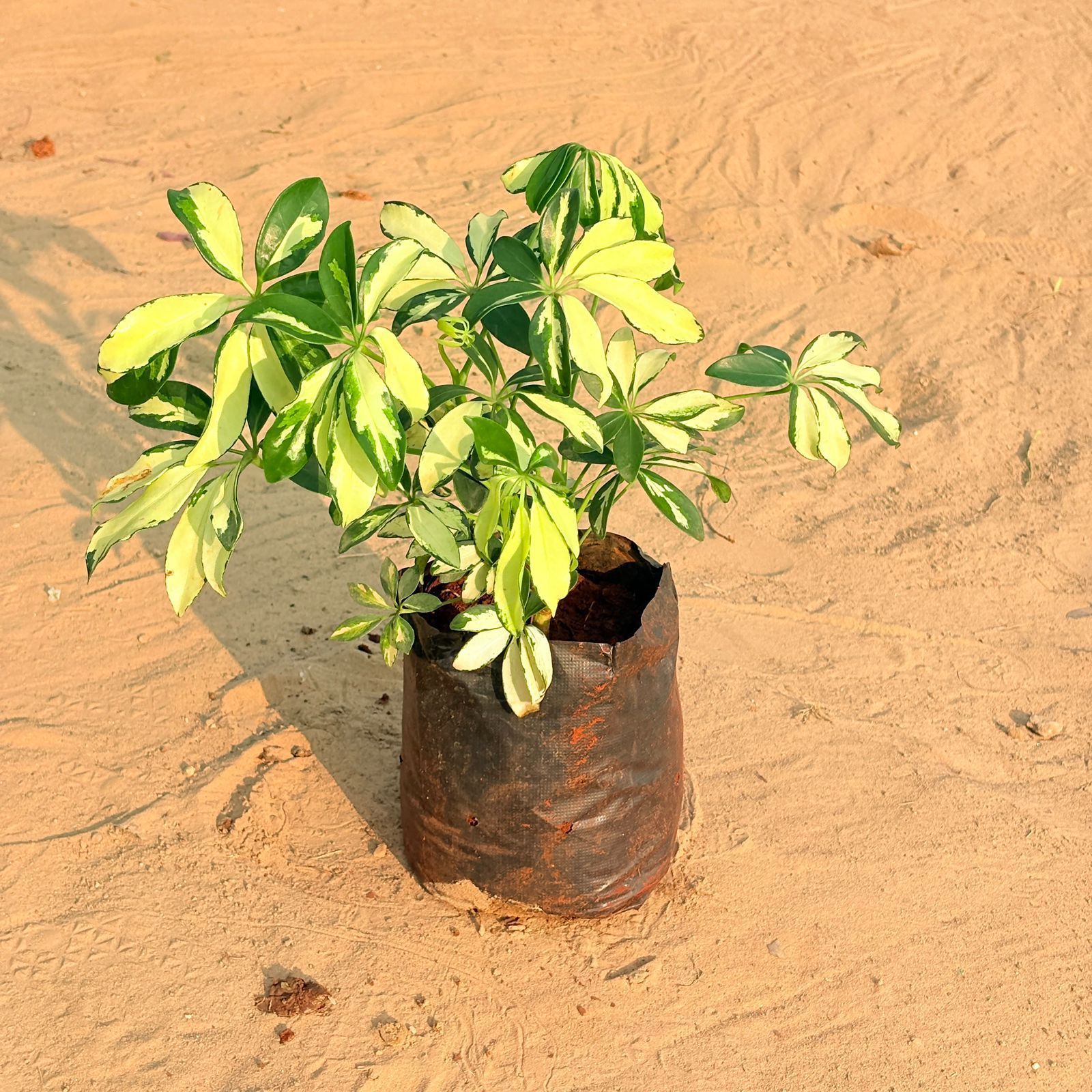 Schefflera Brassia Pune in 6 Inch Nursery Bag