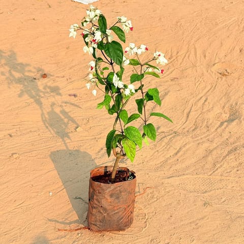 Bleeding Heart white & red Pune in 6 inch Nursery Bag