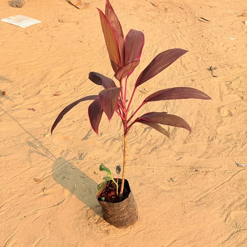 Dracaena Rosea Pune (~ 1.5 Ft) in 6 Inch Nursery Bag
