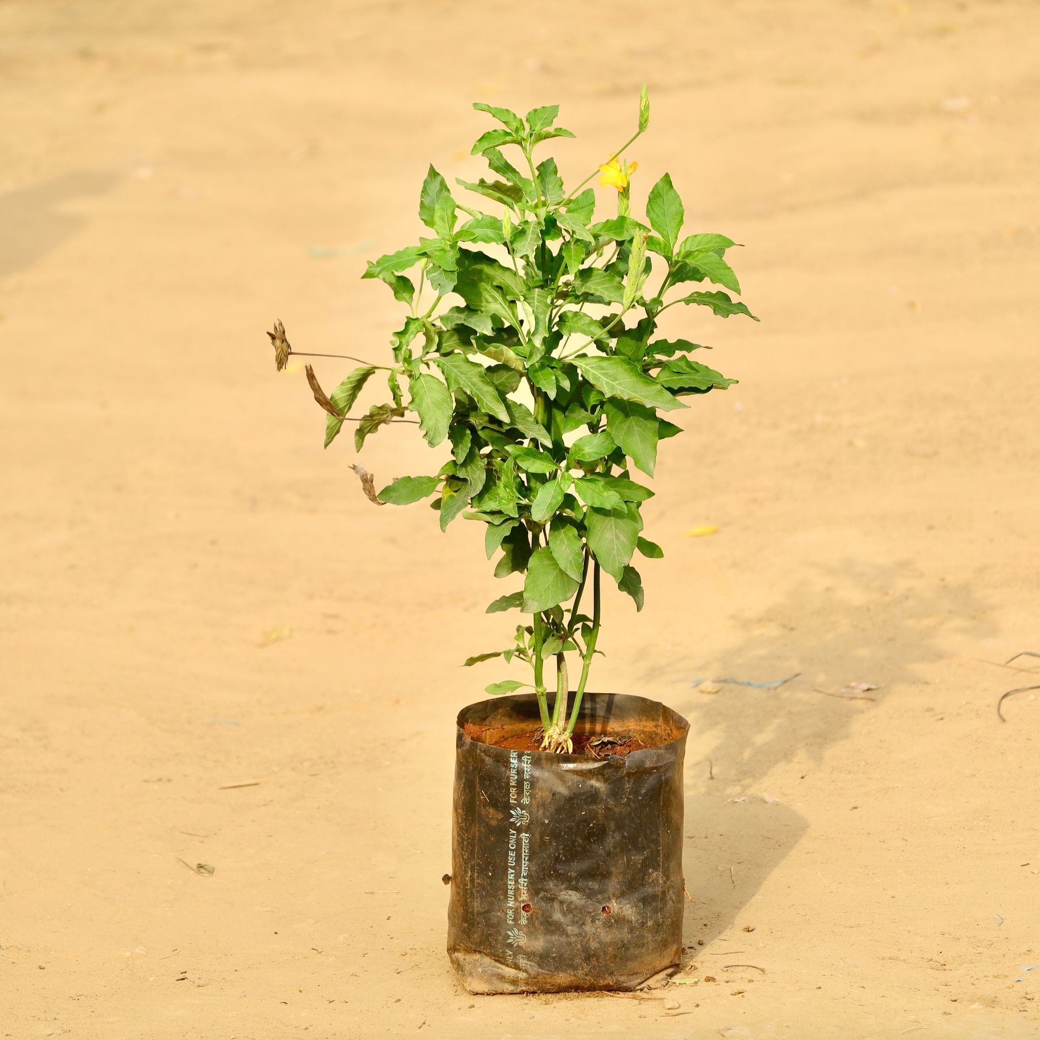 Crossandra Orange Pune in 6 Inch Nursery Bag