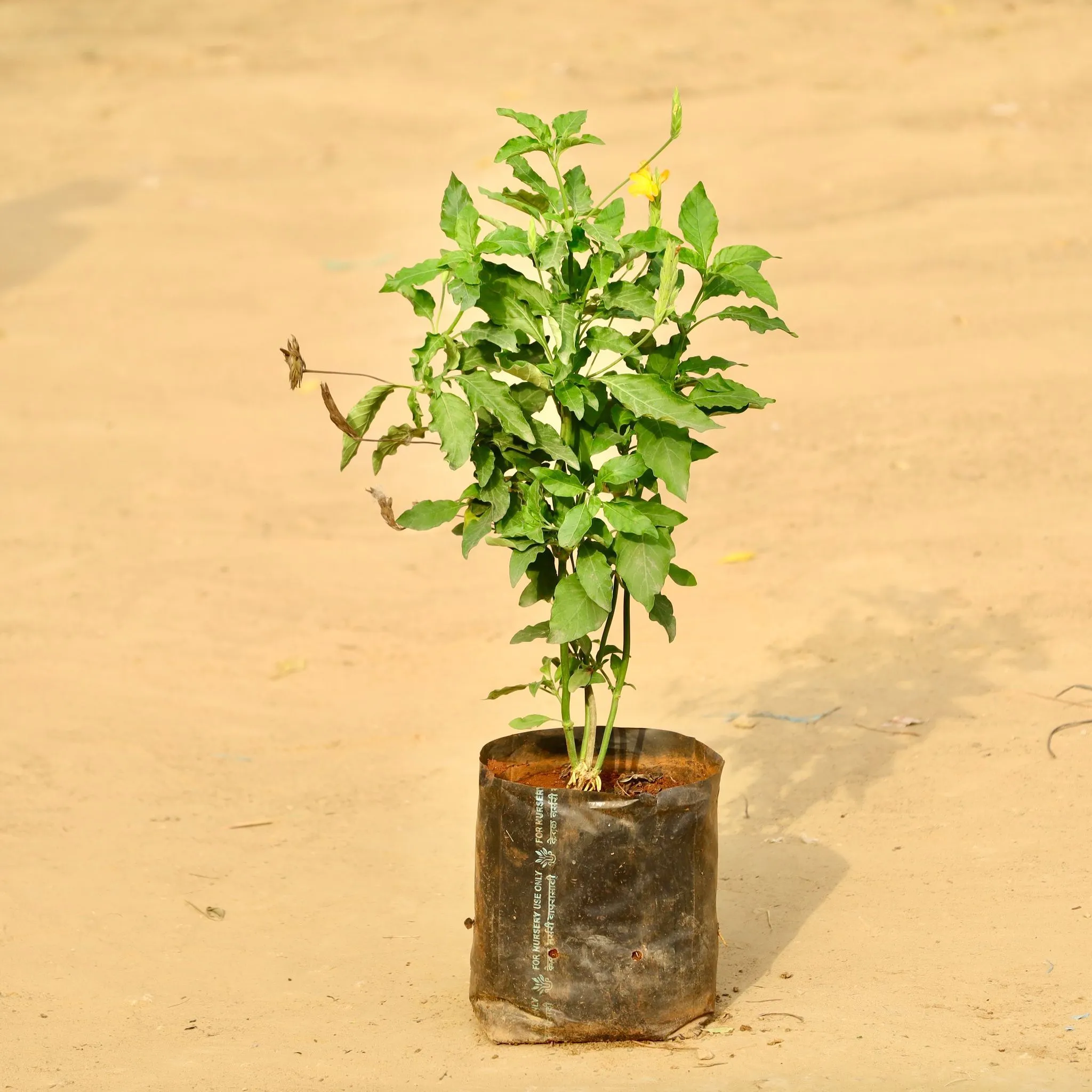 Crossandra Orange Pune in 6 Inch Nursery Bag