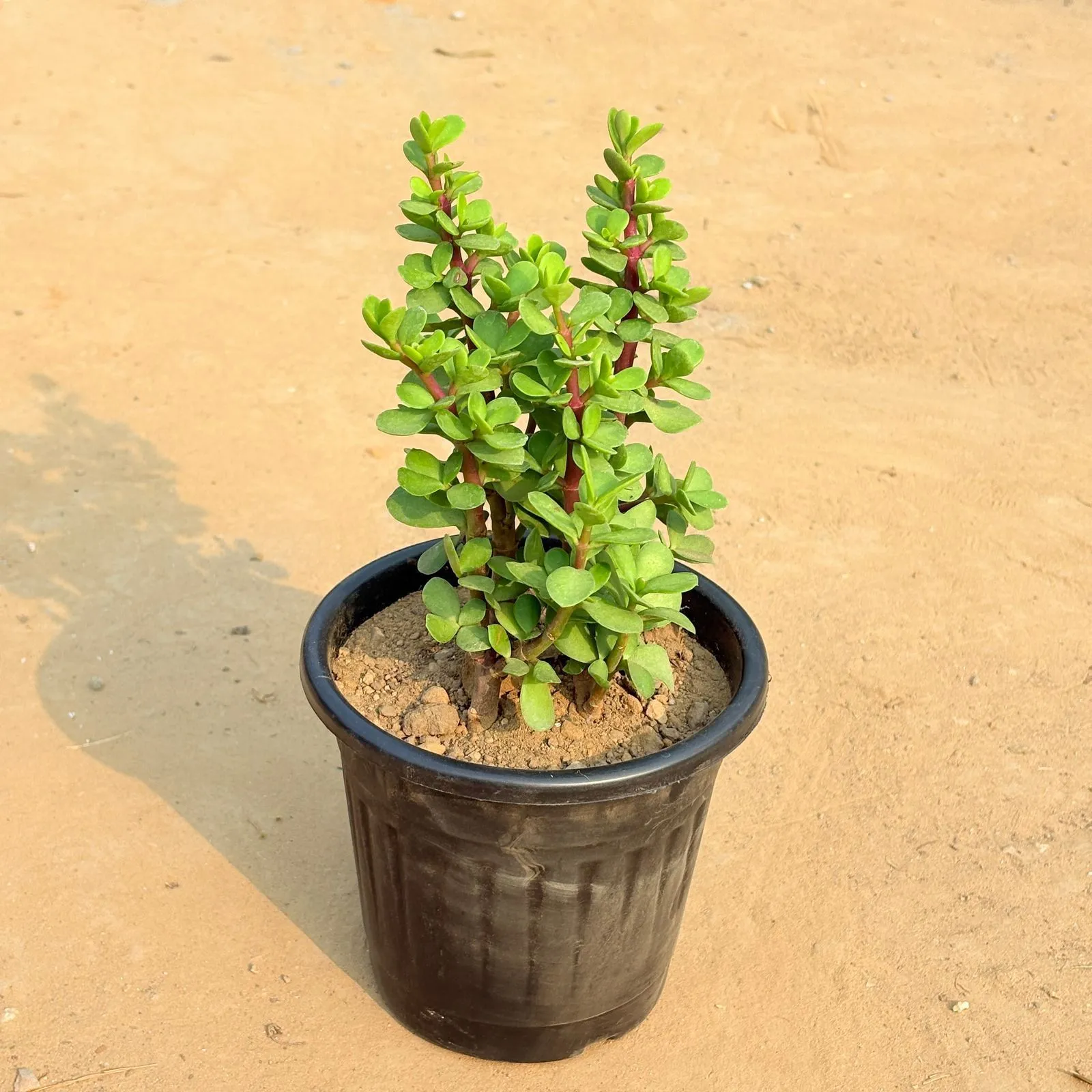 Lucky Jade Bushy in 6 Inch Black Super Nursery Pot