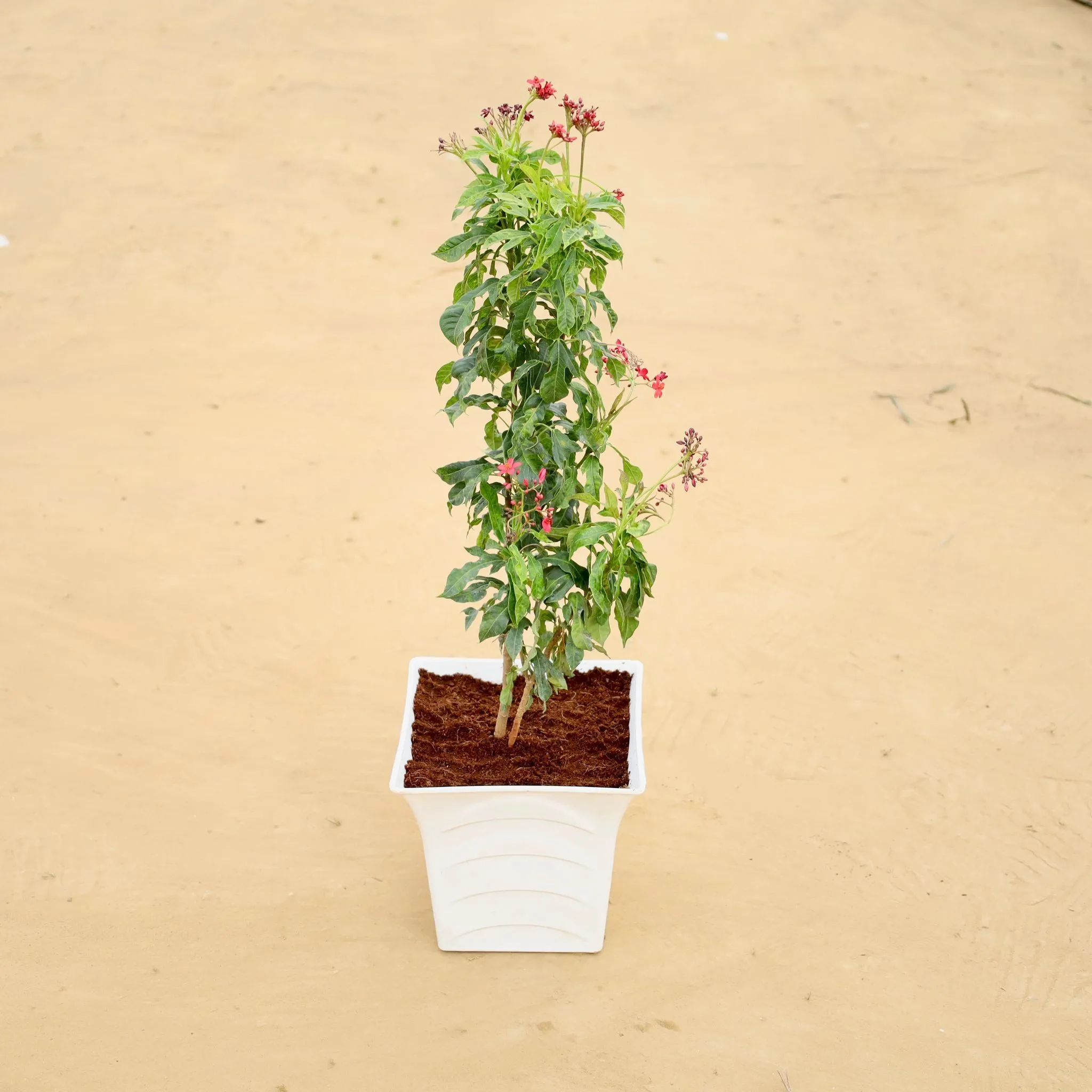 Jatropha Red (~2 Ft) Pune in 08 Inch White Premium Tokyo Square Plastic Pot