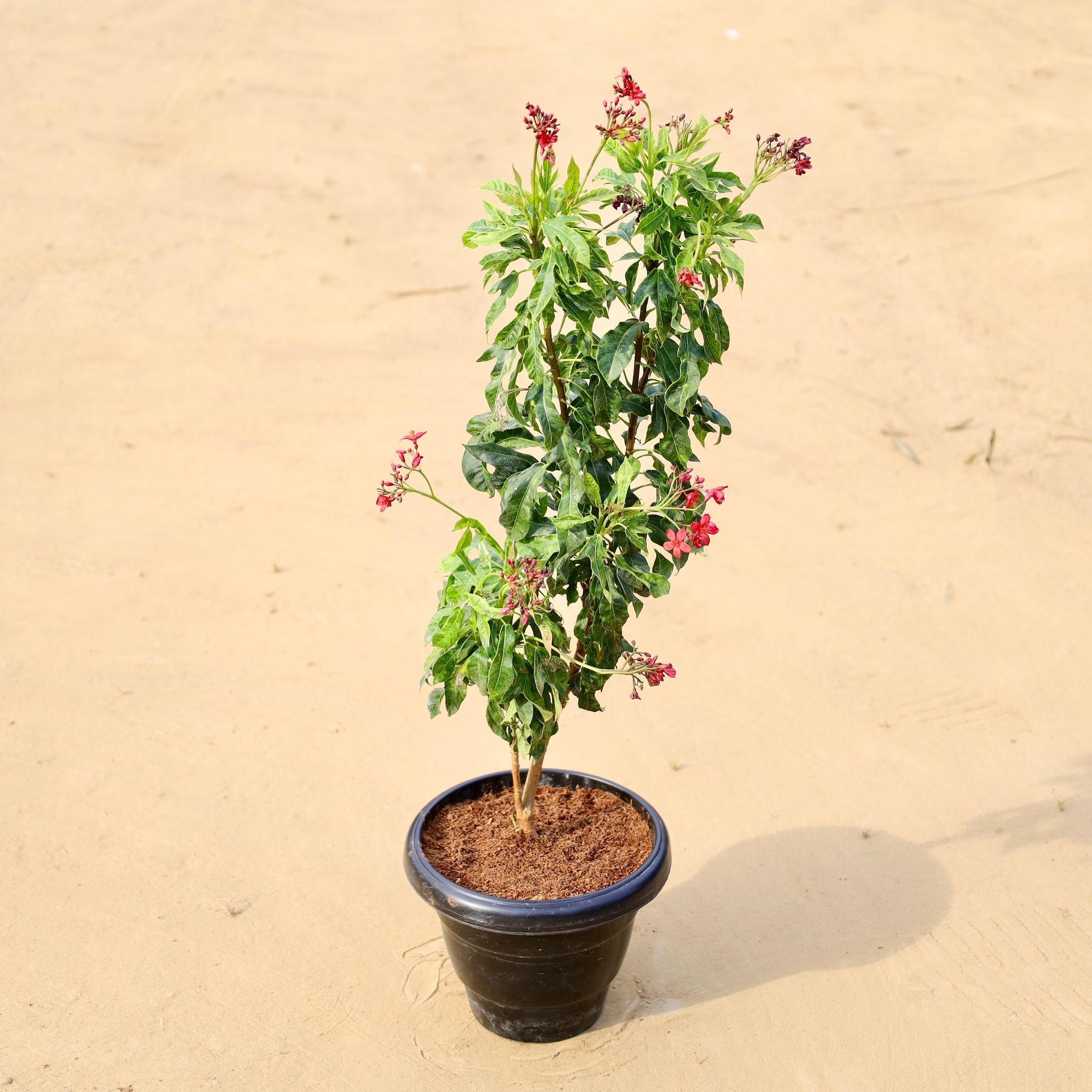 Jatropha Red (~2 Ft) Pune in 8 Inch Black Classy Plastic Pot