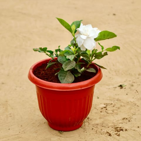 Gandhraj / Gardenia White Pune in 08 Inch Terracotta Red Olive Plastic Pot