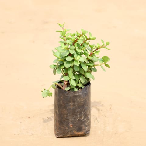 Lucky for Wealth Pune Jade in 4 Inch Nursery Bag