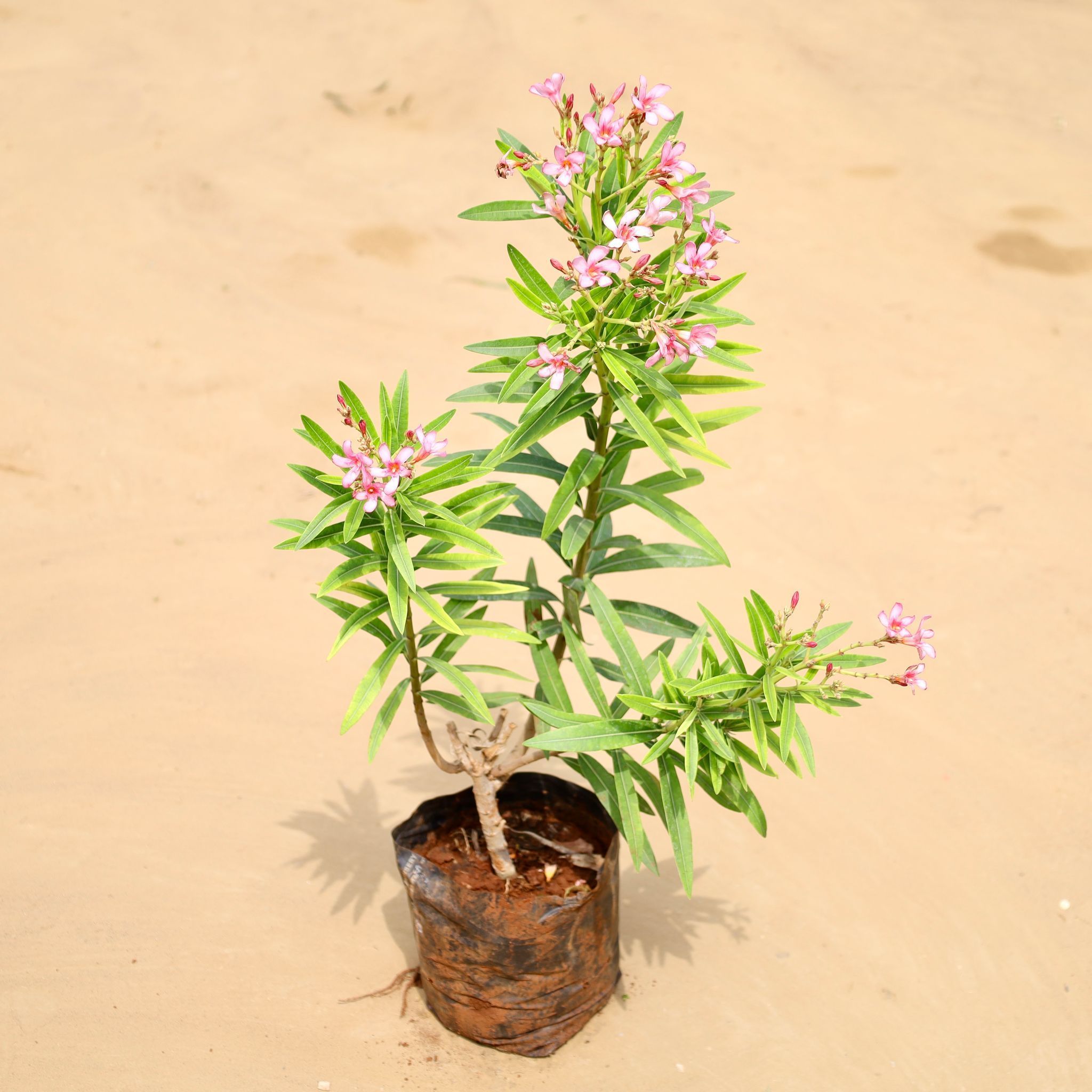 Kaner / Oleander Pink (~ 2 Ft) in 6 Inch Nursery Bag