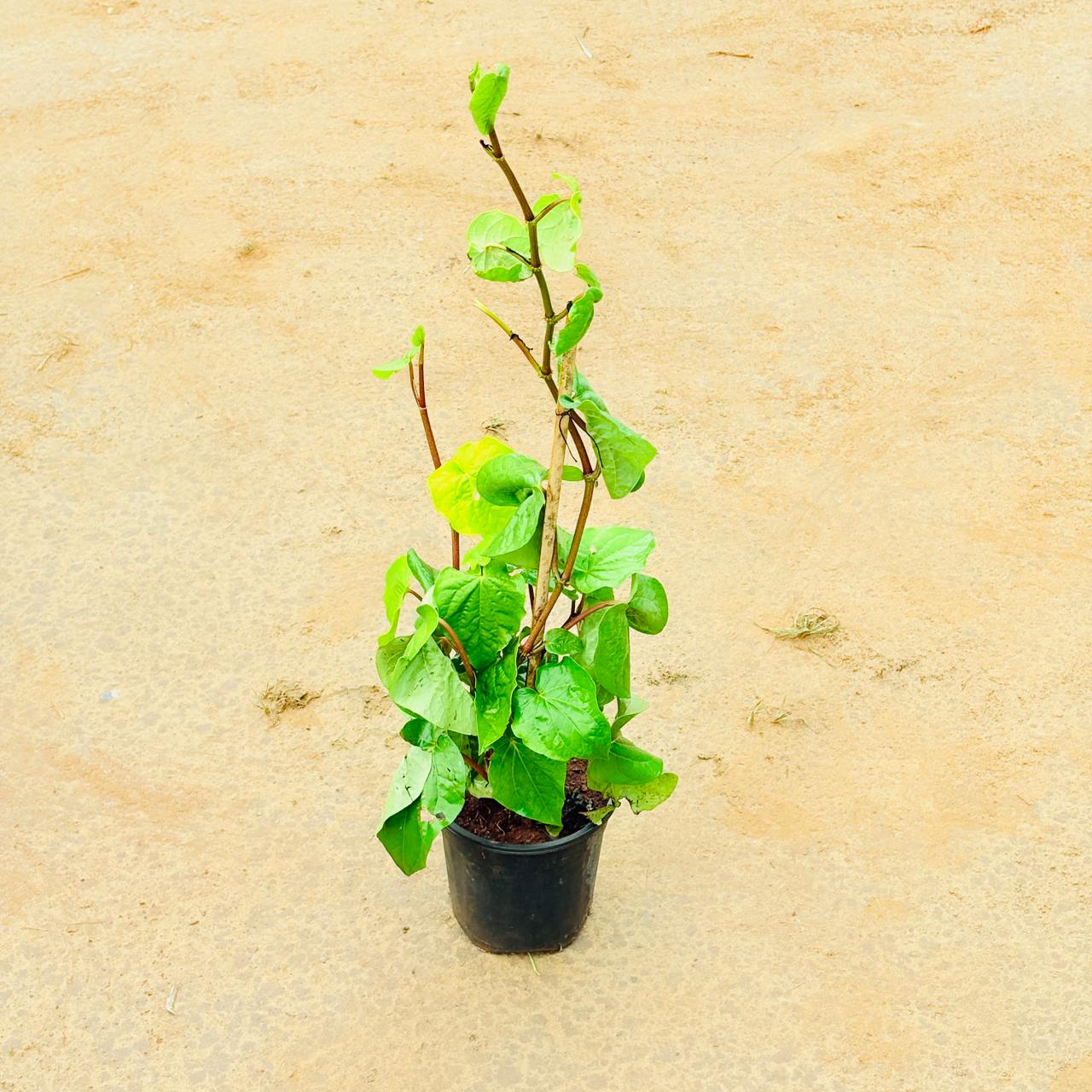 Paan / Betel Leaf (~ 2 Ft) in 6 Inch Nursery Pot