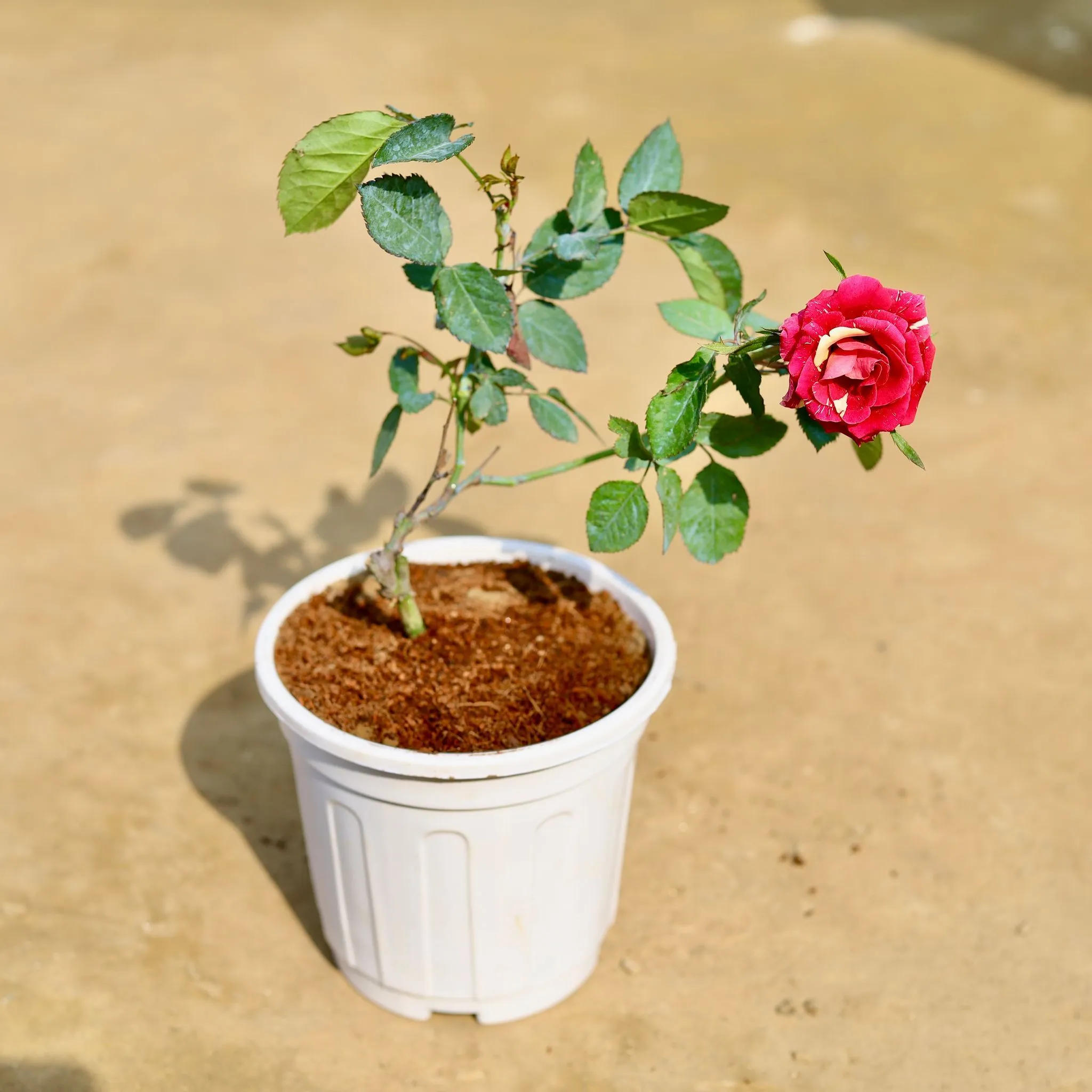 English Rose / Gulab (any colour) Pune in 6 inch White Super Nursery Pot