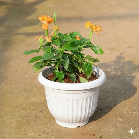 Crossandra / Kanakambaram Orange Pune in 8 Inch White Olive Plastic Pot
