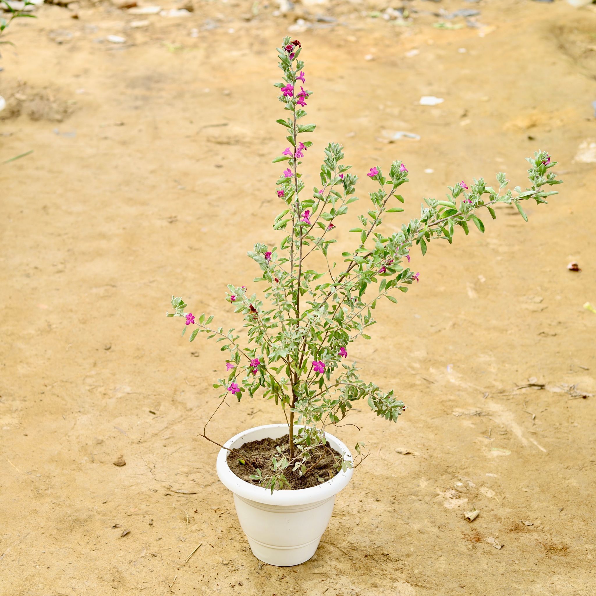 Leucophyllum/Purple Sage/Nicodia/Nicosia Plant Pune in 8 Inch White Classy Plastic Pot