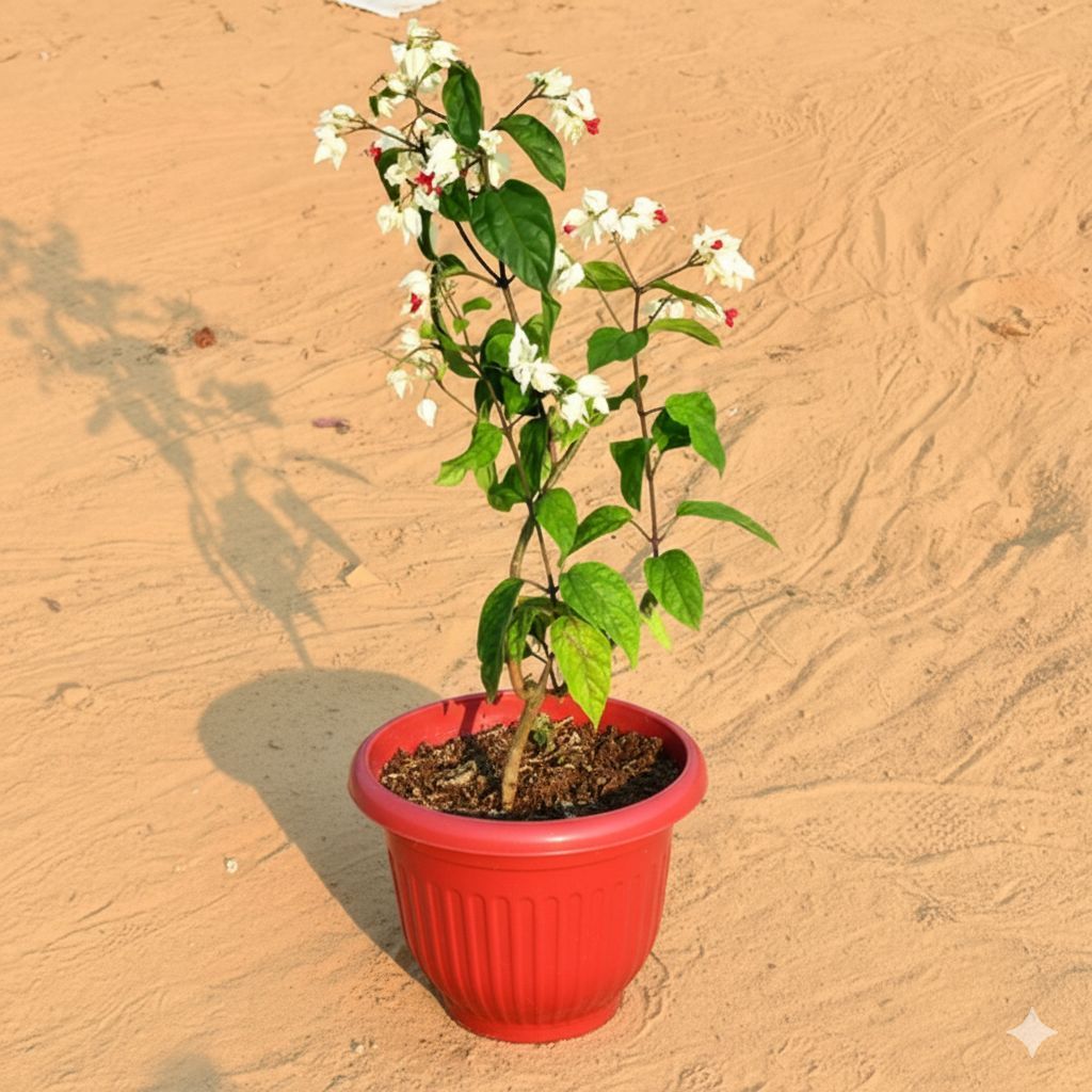 Bleeding Heart (any colour) Pune in 8 Inch Terracotta Red Olive Plastic Pot
