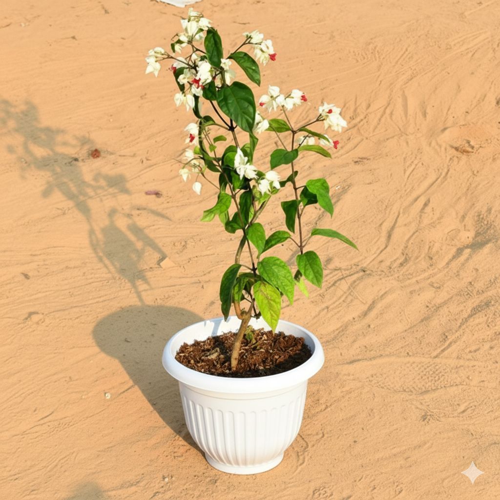 Bleeding Heart (any colour) Pune in 8 Inch White Olive Plastic Pot