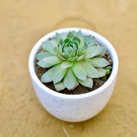 Lakshmi Kamal Succulent in 3 Inch Live Fresh Plant White Classy Cup Ceramic Pot in Sector 38