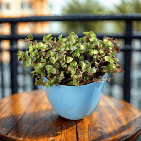 Black Lady / Turtle Vine Black in 4 Inch Blue Marble Premium Orchid Round Plastic Pot