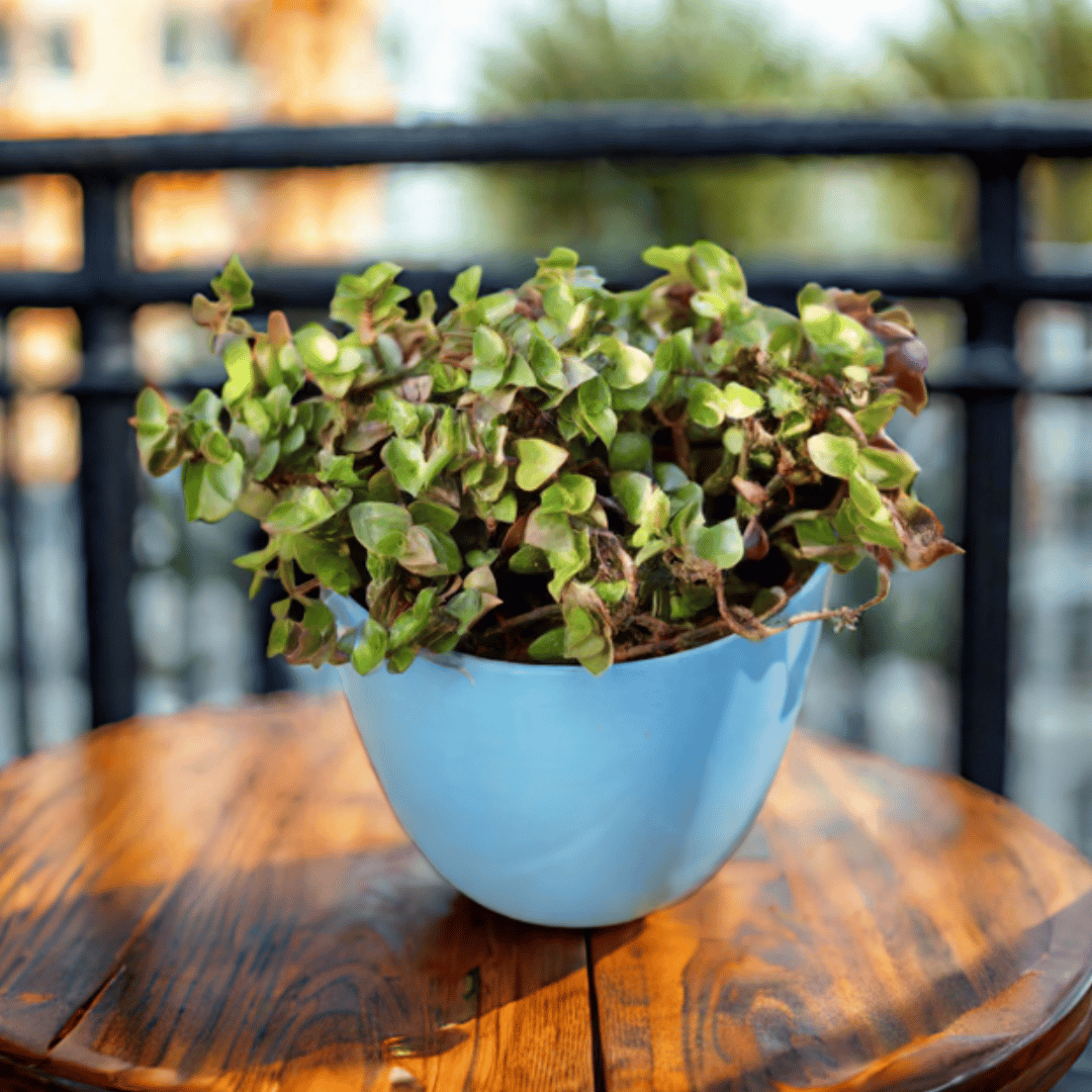 Black Lady / Turtle Vine Black in 4 Inch Blue Marble Premium Orchid Round Plastic Pot