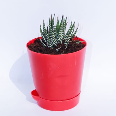Haworthia Zebrina Succulent in 4 Inch Red Florence Self Watering Pot