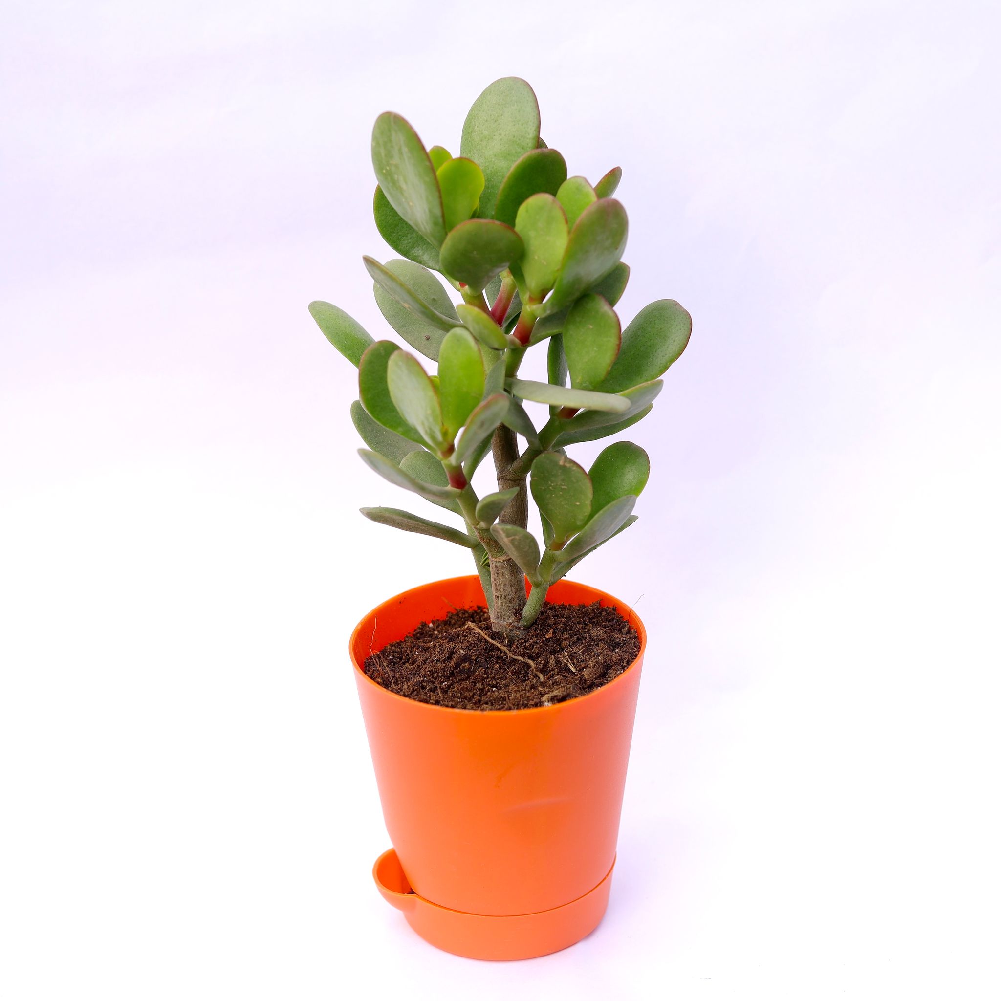 Crassula Ovata Succulent in 4 Inch Orange Florence Self Watering Pot