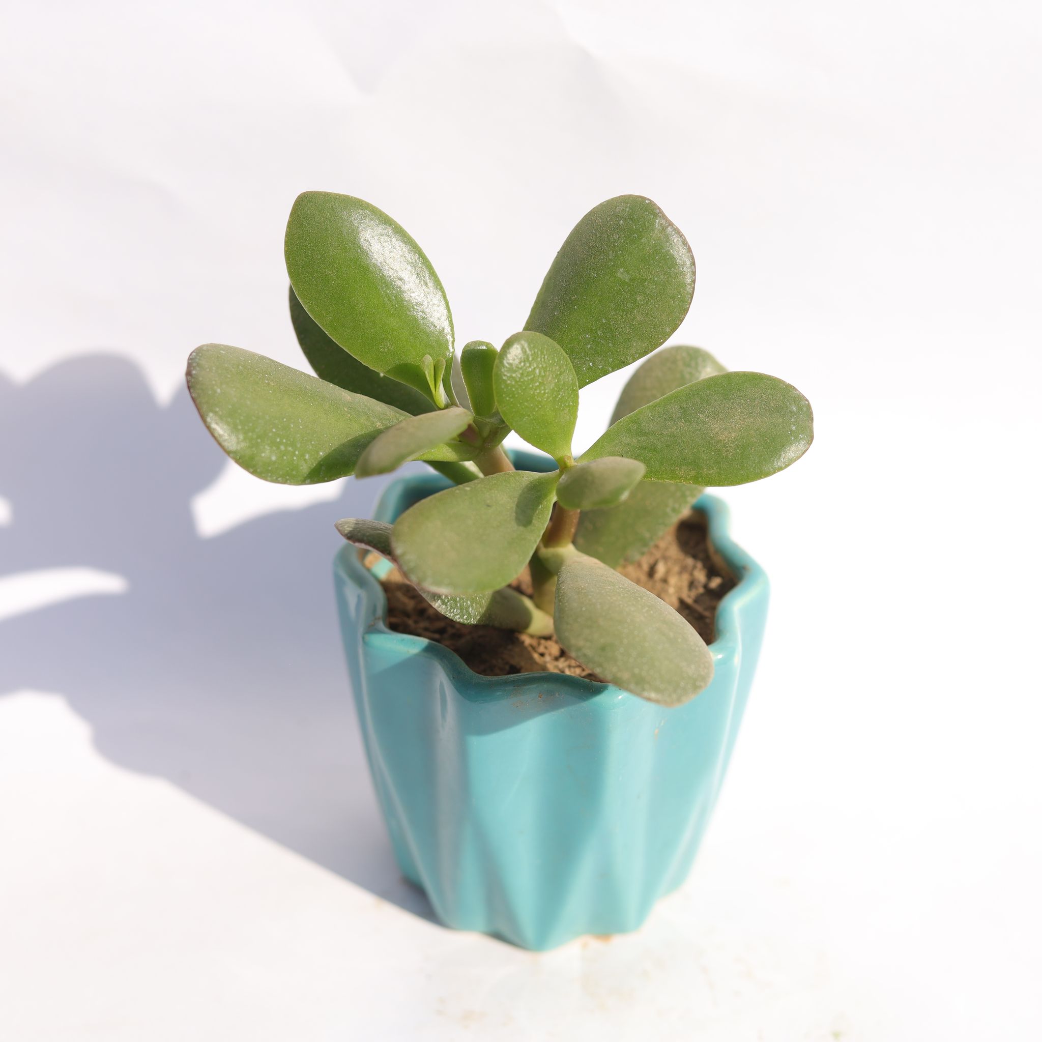 Crassula Ovata Succulent in 3 Inch Vibrant Blue Ripple Designer Ceramic Pot