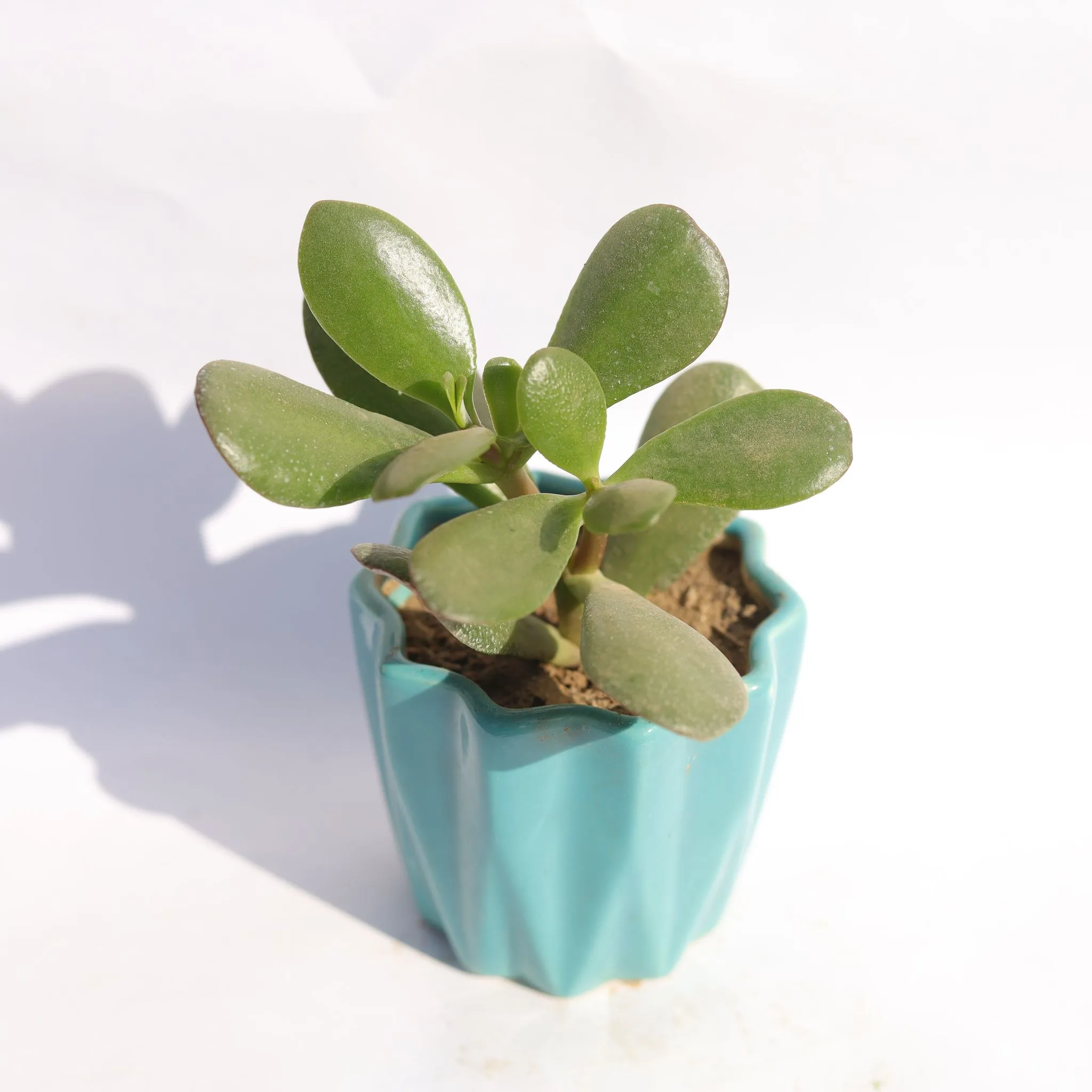 Crassula Ovata Succulent in 3 Inch Vibrant Blue Ripple Designer Ceramic Pot