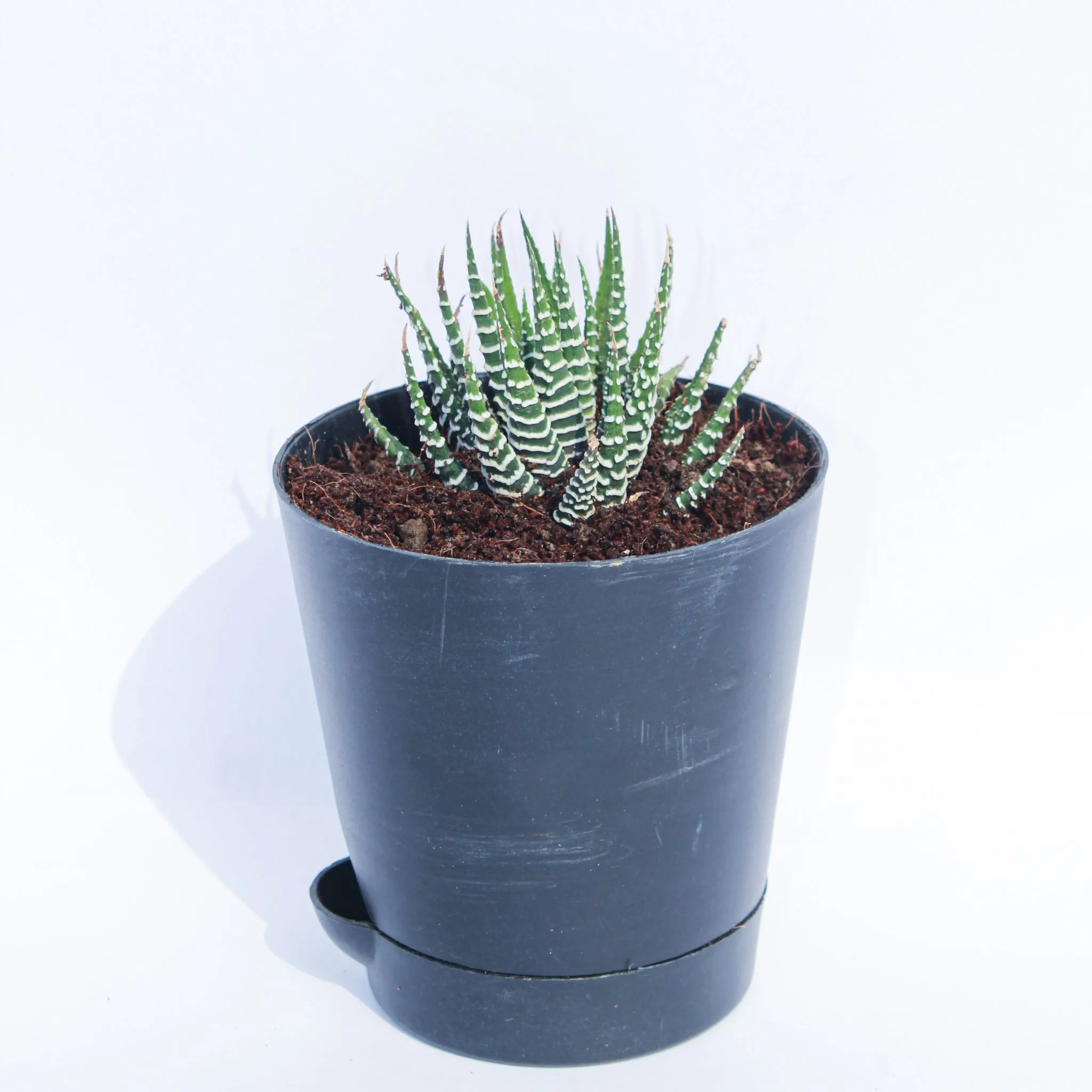 Haworthia Zebrina Succulent in 4 Inch Black Florence Self Watering Pot