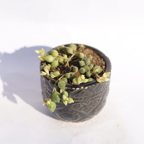 String of Pearls Green Succulent in 3.5 Inch Black 3D Heart Handcrafted Textured Ceramic Pot  Minimalist Glossy Succulent Pot, Indoor Flower Pot for Home and Office D cor