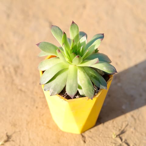 Lakshmi Kamal Succulent in 4 Inch Yellow Premium Diamanti Plastic Pot