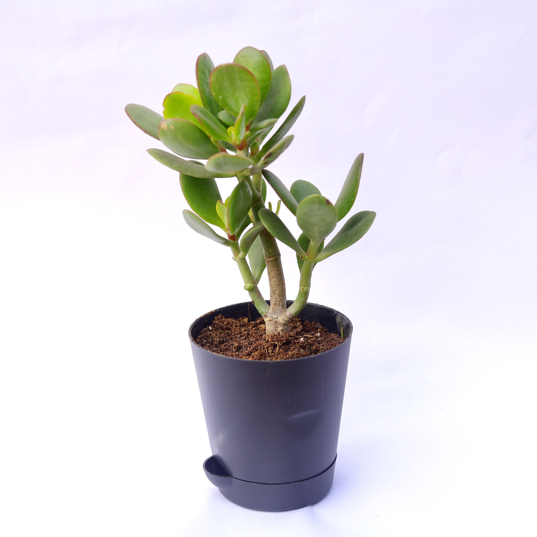 Crassula Ovata Succulent in 4 Inch Black Florence Self Watering Pot