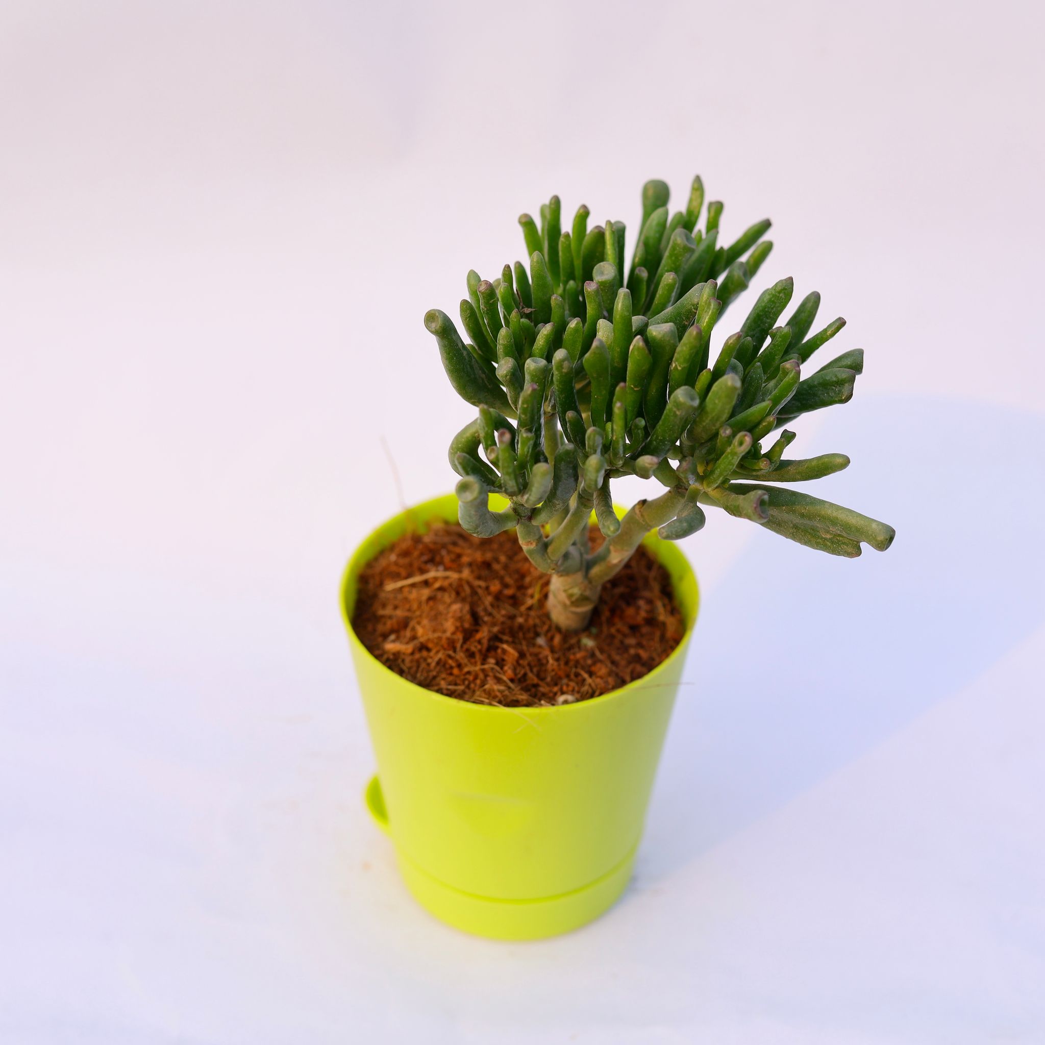Crassula Gollum Jade in 4 Inch Green Florence Self Watering Pot