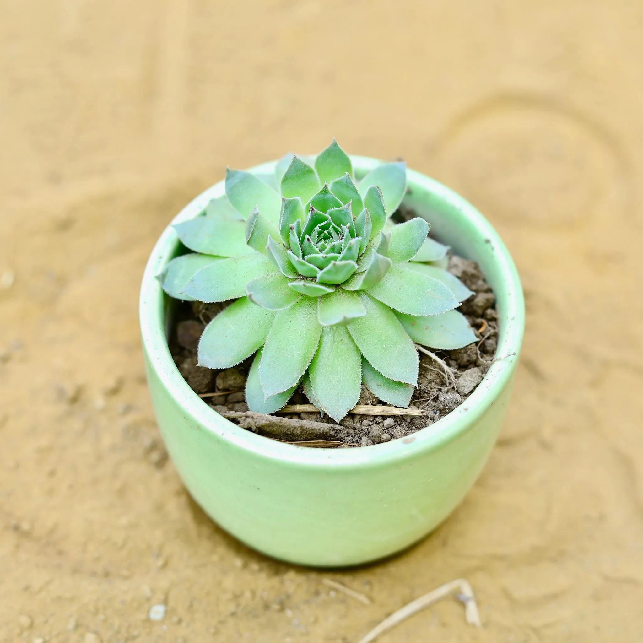 Lakshmi Kamal Succulent in 3 Inch Green Classy Cup Ceramic Pot