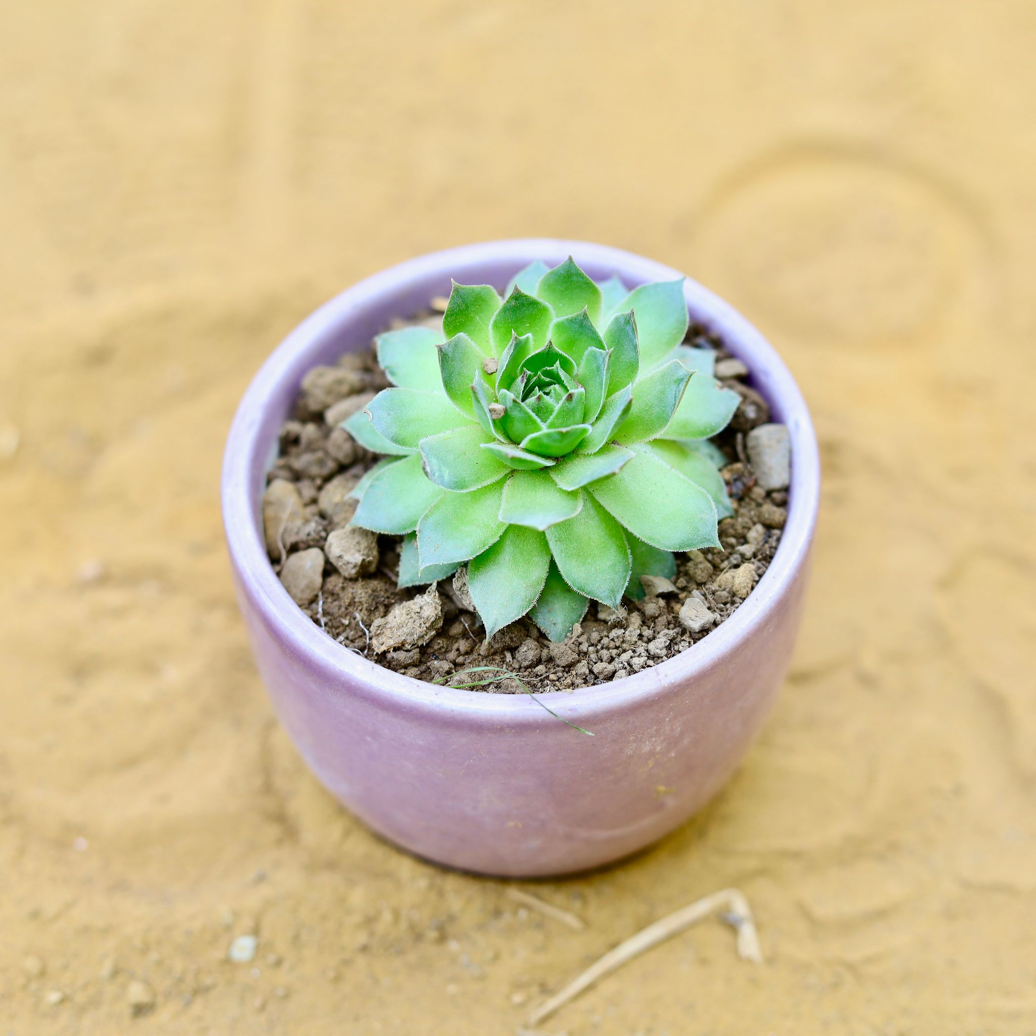 Lakshmi Kamal Succulent in 3 Inch Purple Classy Cup Ceramic Pot