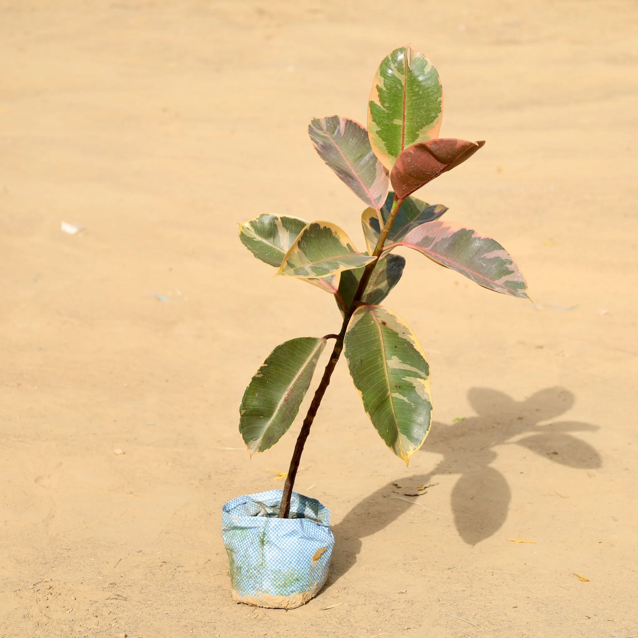 Air Purifying - Rubber Variegated in 6 Inch Nursery Bag