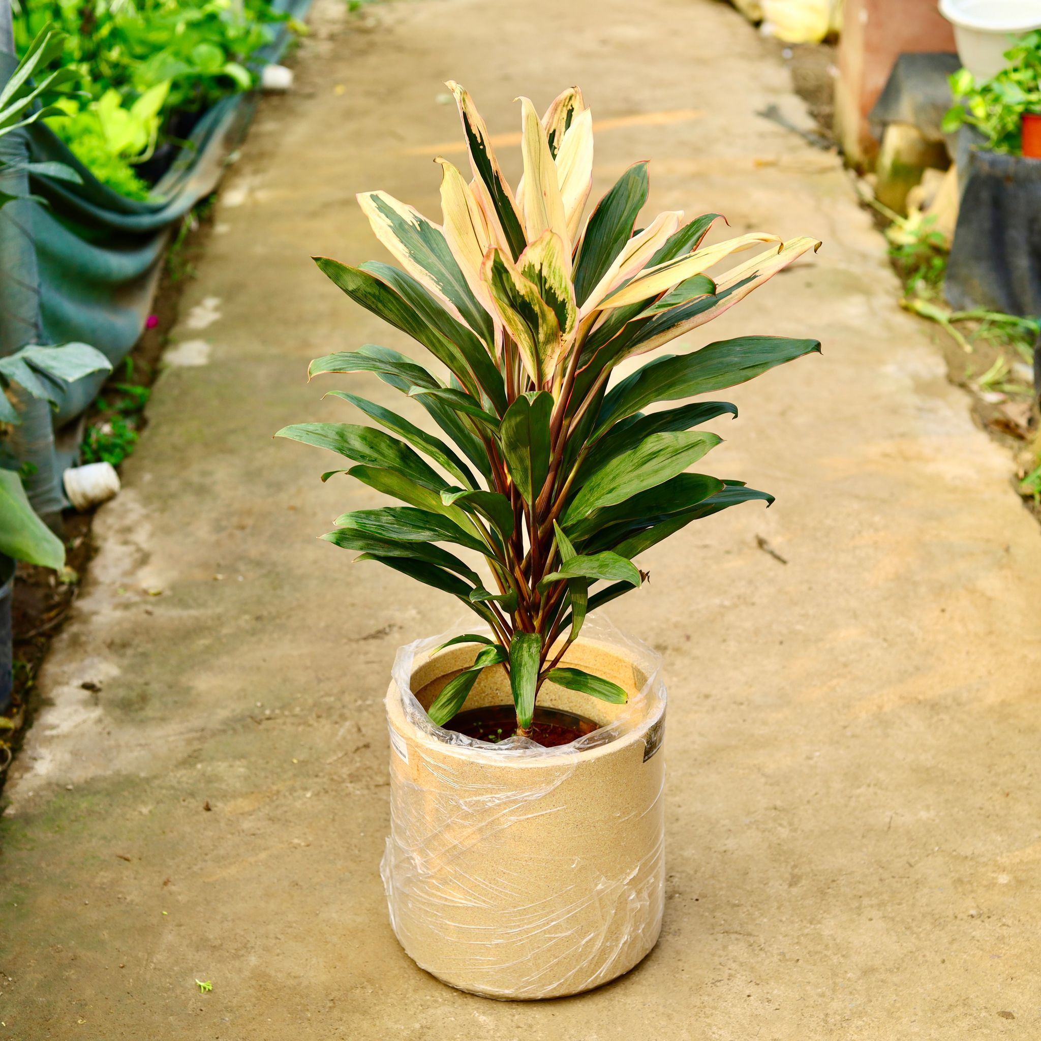 Dracaena Cordyline White Pune in 11 X 11 Inch Sandstone Premium Dochieo Fiberglass Planter- Durable large size decorative fiber pot for indoor outdoor plants with 5 year warranty