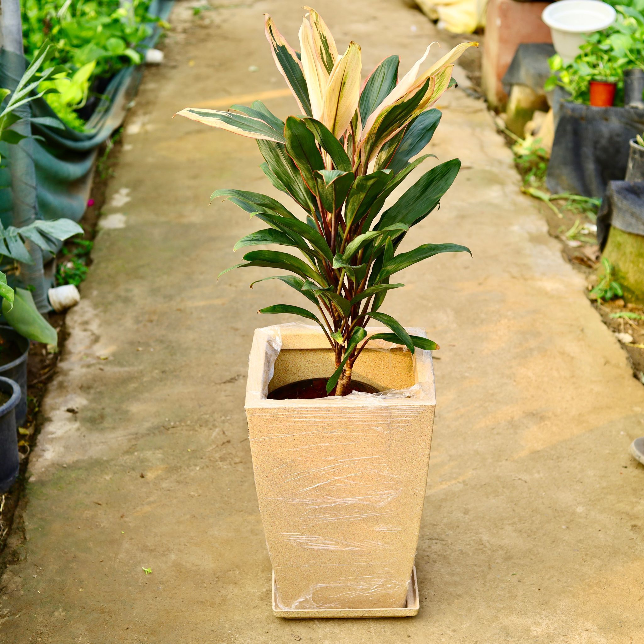 Dracaena Cordyline White Pune in 12 X 10 Inch Sandstone Premium Blaze Fiberglass Planter with tray- Durable large size decorative fiber pot for indoor outdoor plants with 5 year warranty