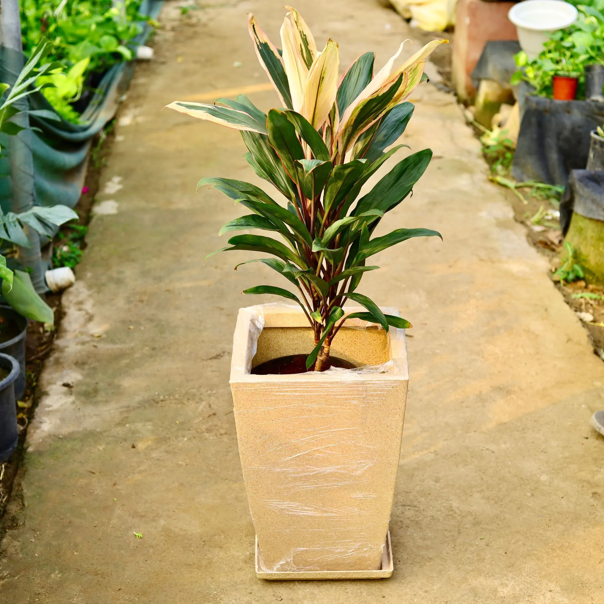 Dracaena Cordyline White Pune in 12 X 10 Inch Sandstone Premium Blaze Fiberglass Planter with tray- Durable large size decorative fiber pot for indoor outdoor plants with 5 year warranty