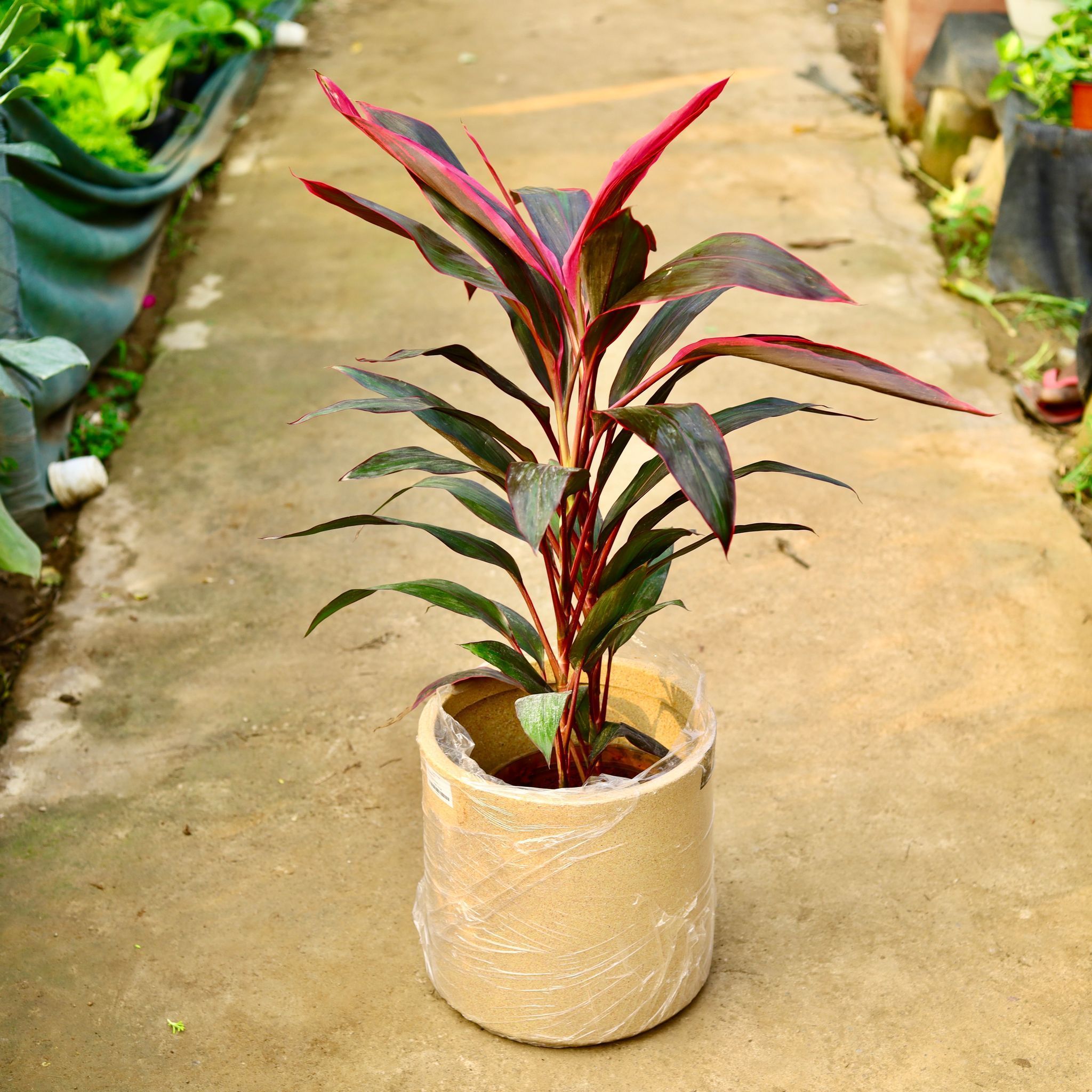 Dracaena Mahatma Pune in 11 X 11 Inch Sandstone Premium Dochieo Fiberglass Planter- Durable large size decorative fiber pot for indoor outdoor plants with 5 year warranty